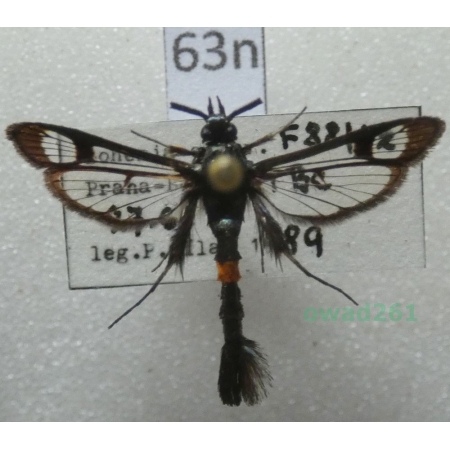 Synanthedon myopaeformis (Borkhausen, 1789) Czech63n